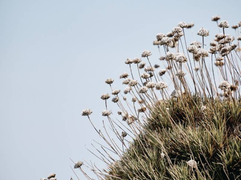 A vertical shot of plants growing on the rock with a blue sky in the background at daytime